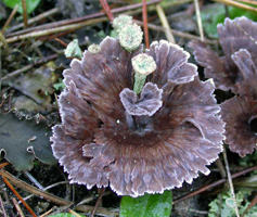 Thelephora terrestris, specimen has some Pixie Cup lichens growing with the mushroom.